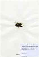 藏品(指枝藻)的圖片